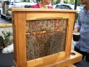 Bees at Starbucks Pet Fair