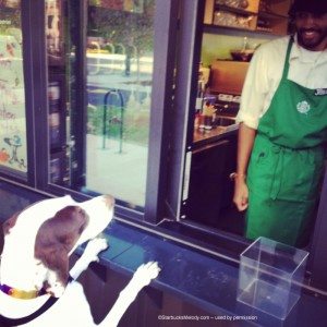 image[1] puppy orders beverage 14 October 2013 Chicago shipping container starbucks