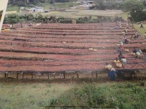 DSC00347 Raised drying beds yirgacheffe coffee