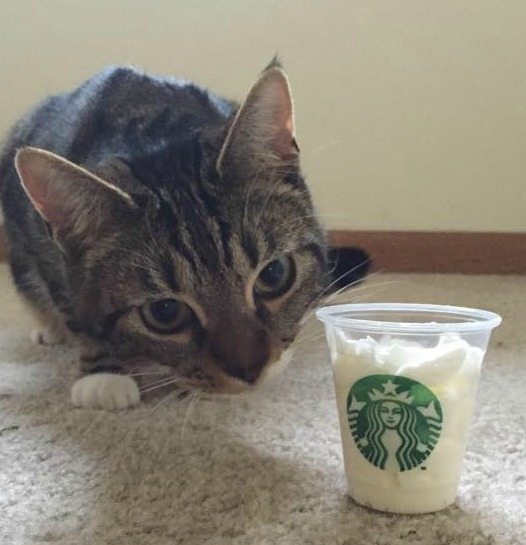 A Little Cattuccino Starbucksmelody Com