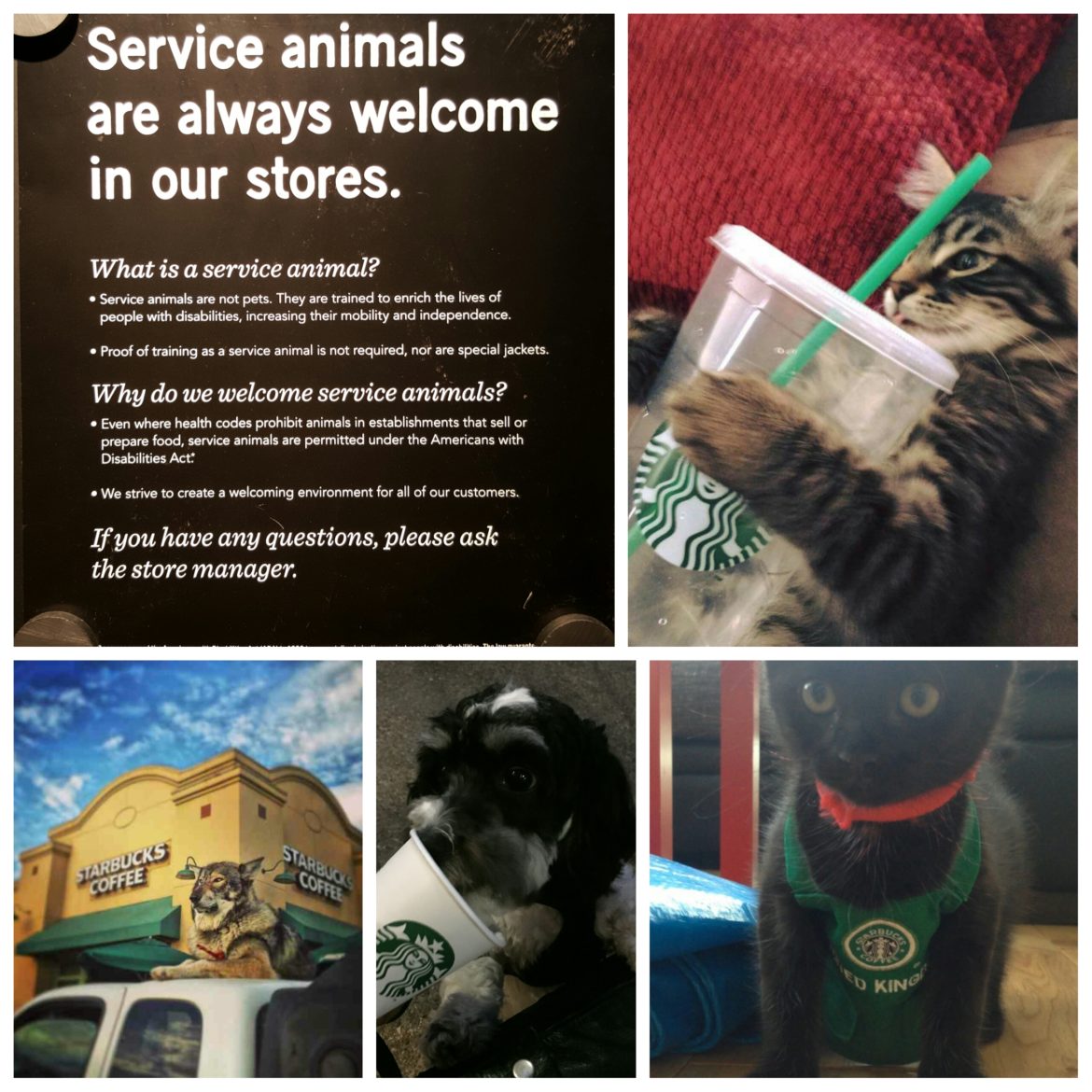 Service Animals are Welcome in Starbucks.