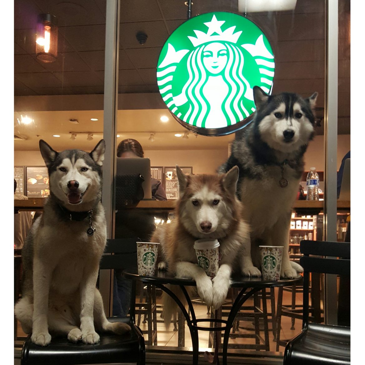 The Husky Trio Love Starbucks and the Fall Cups!