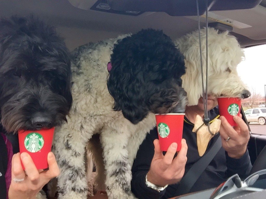 image 3 dogs love Starbucks