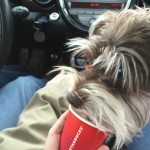 1 - 1 - image Tex gets a puppuccino