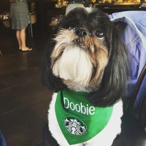 image-2 Doobie is a certified service dog April 2016