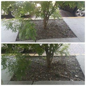 1 - 1 - PhotoGrid_1465151132761 before and after tree in sidewalk along Melrose