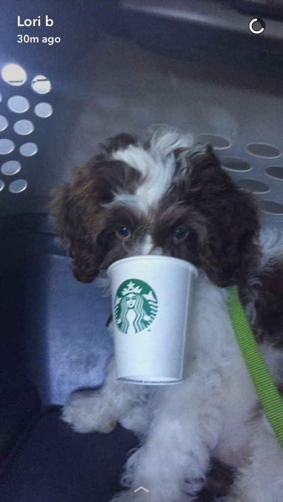 image 2017 June 18 Oliver's first puppaccino