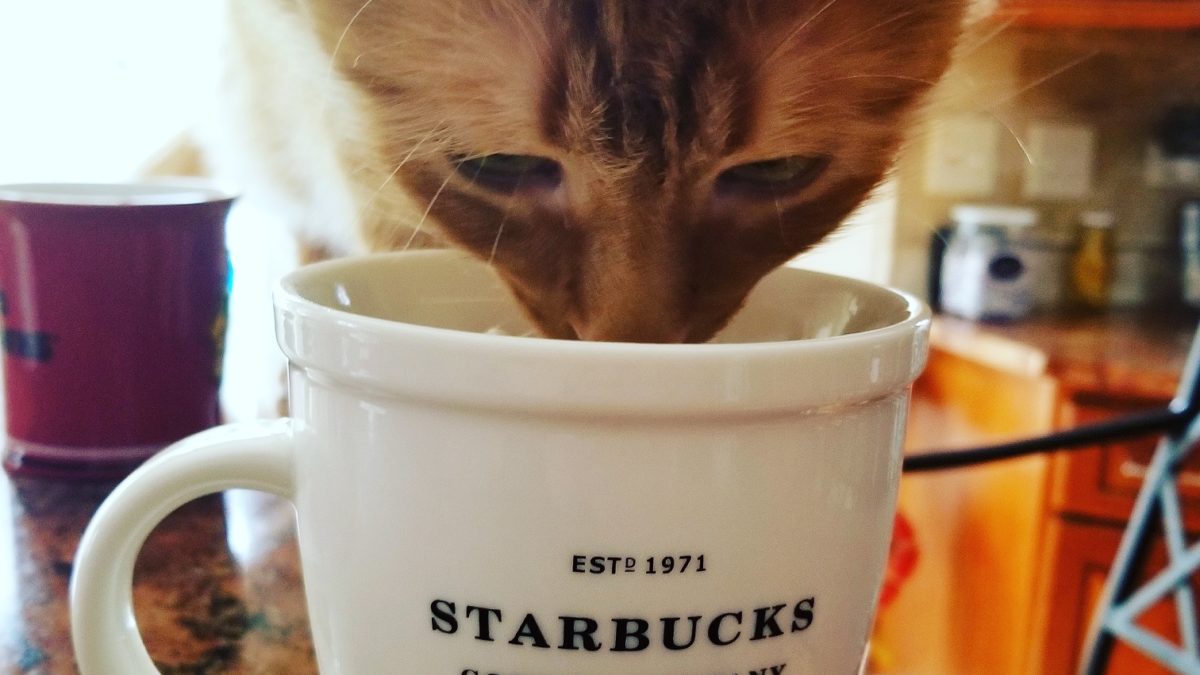 Your Starbucks Moments: Photos