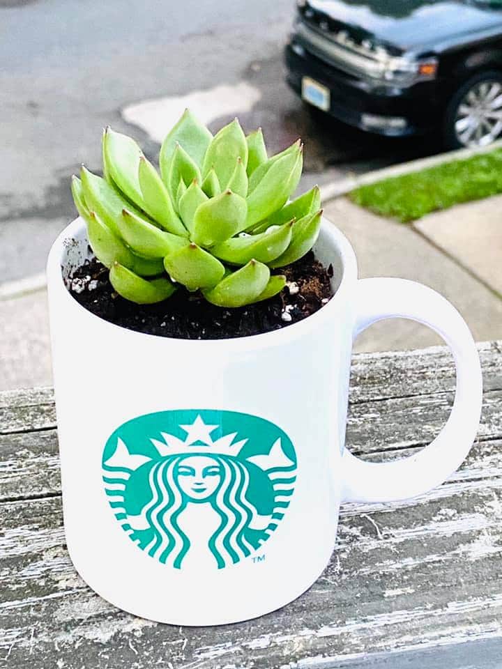 http://starbucksmelody.com/wp-content/uploads/2020/07/7.18.2020-Succulents-Carina-Starbucks2.jpg